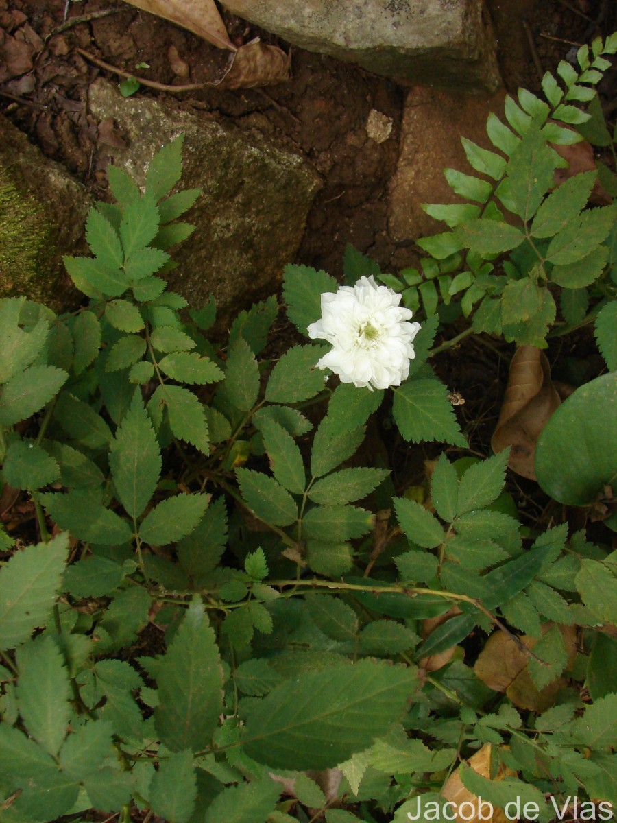 Rubus rosifolius Sm.